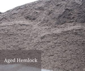 Aged Hemlock