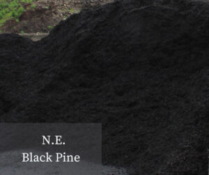 N.E Black Pine
