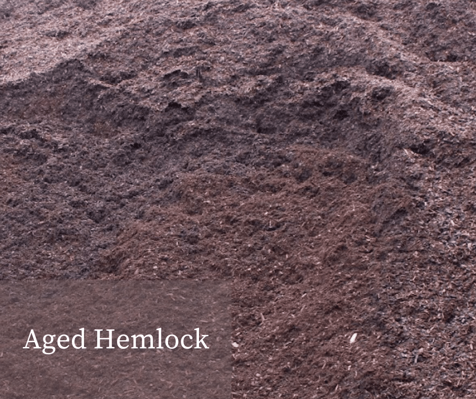 Aged Hemlock
